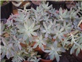 Sedum nussbaumeranum